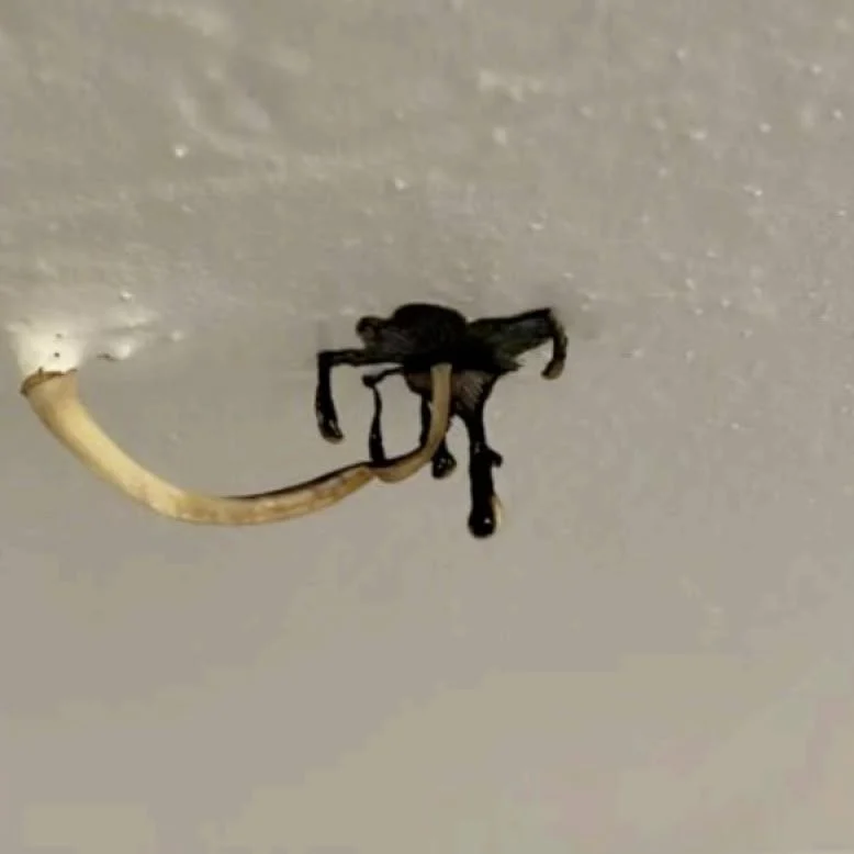 Un champignon pousse dans son plafond : ce que ça révèle