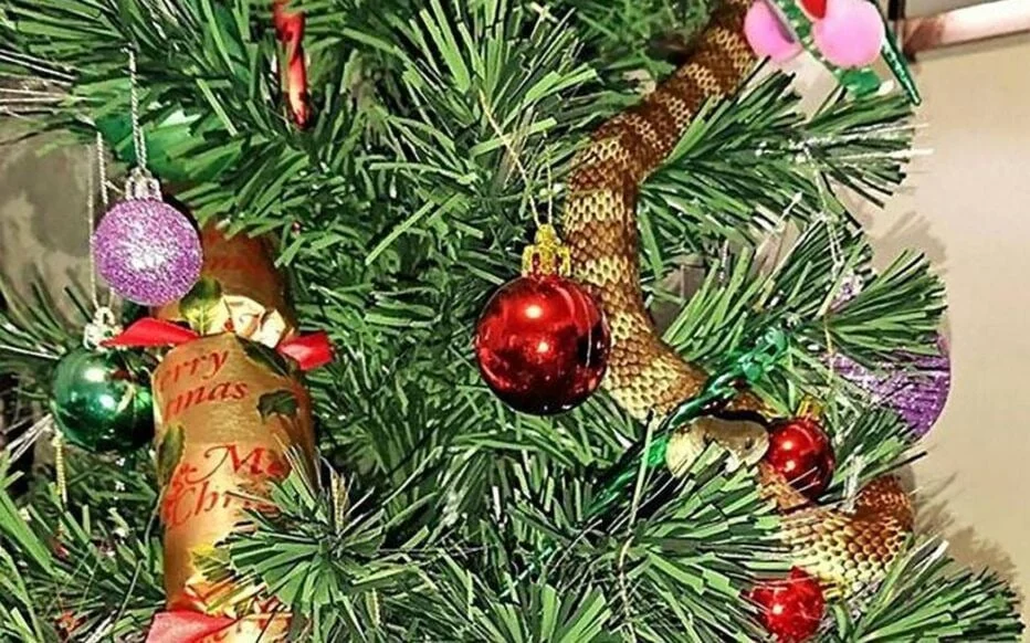 un-serpent-tigre-mortel-decouvert-dans-un-sapin-de-cover un-serpent-tigre-mortel-decouvert-dans-un-sapin-de cover