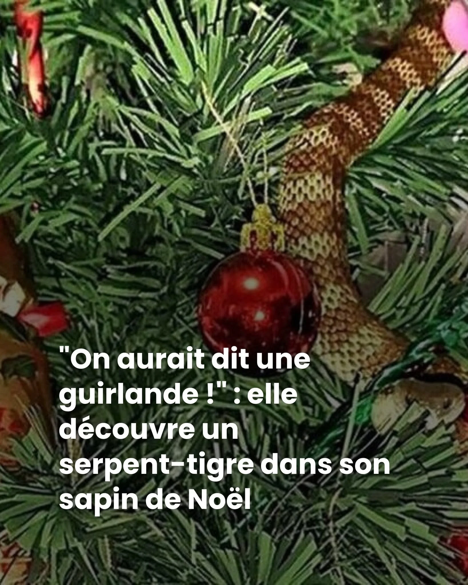 Un serpent-tigre mortel découvert dans un sapin de Noël à Melbourne