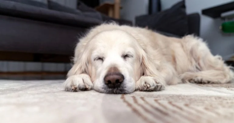 600-pour-garder-le-chien-la-belle-mere-servie-a-sa cover