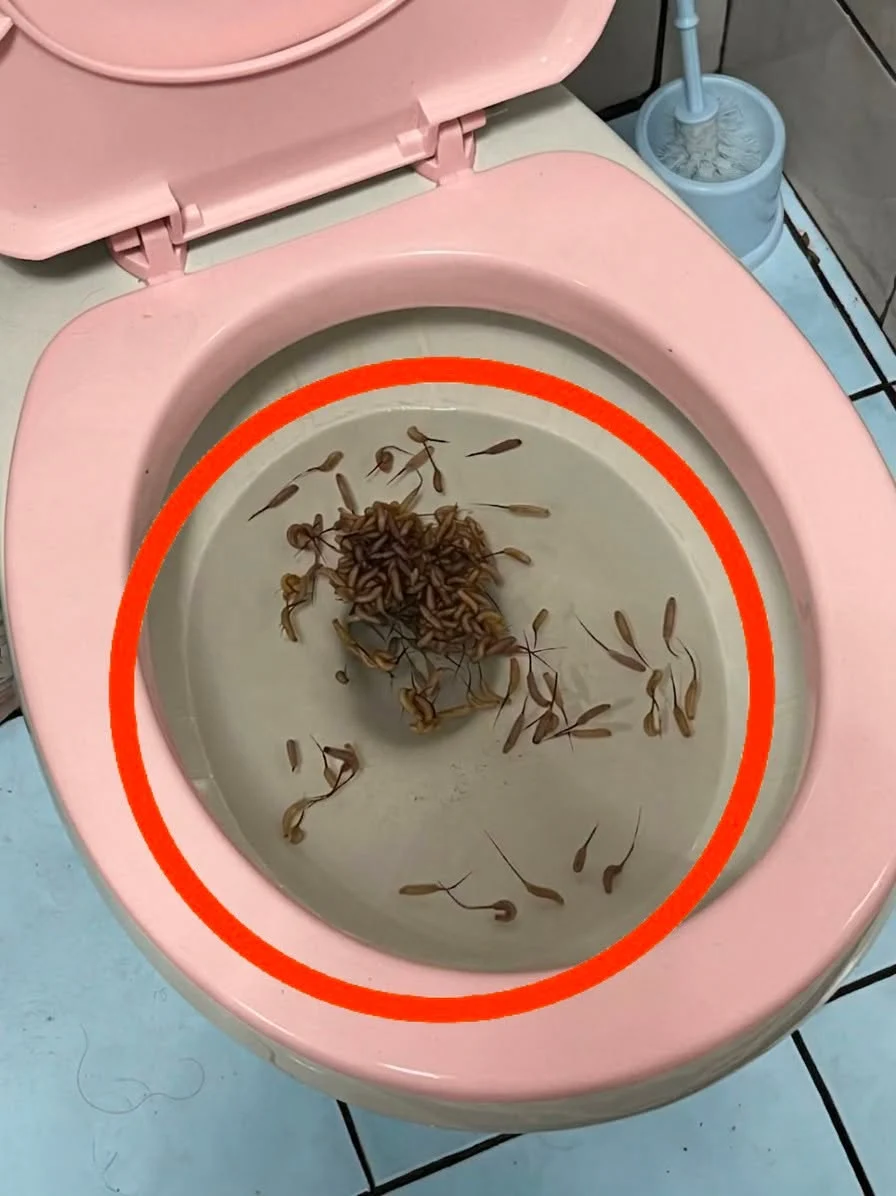 Chasse d&rsquo;eau : ce geste quotidien qui répand des germes partout