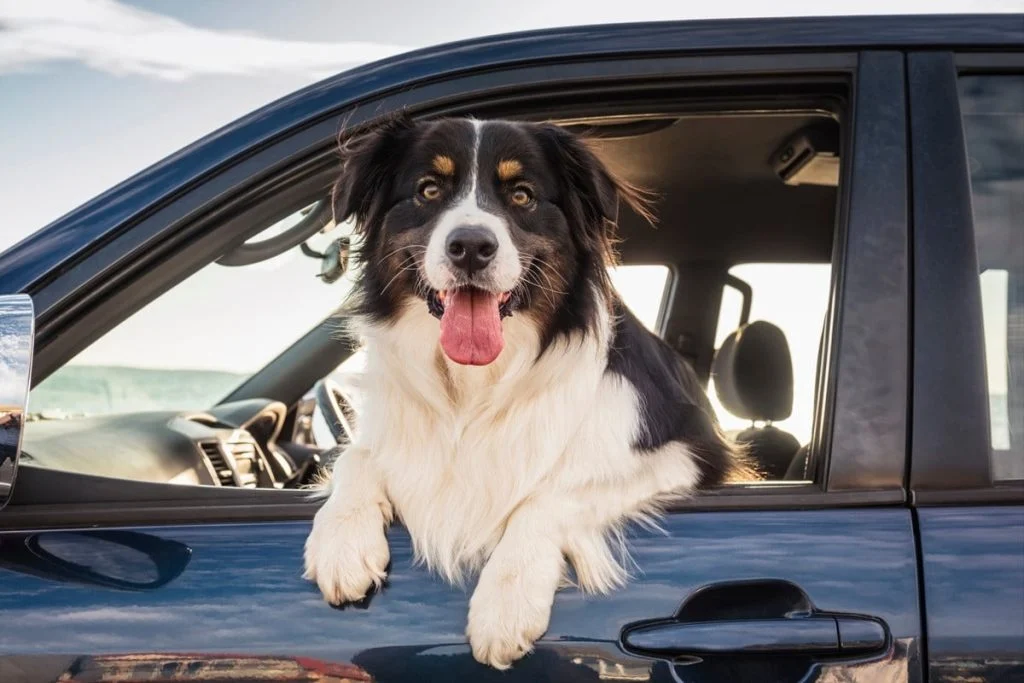 chien-en-voiture-jusqu-a-375-d-amende-si-vous-ne-f-cover chien-en-voiture-jusqu-a-375-d-amende-si-vous-ne-f cover