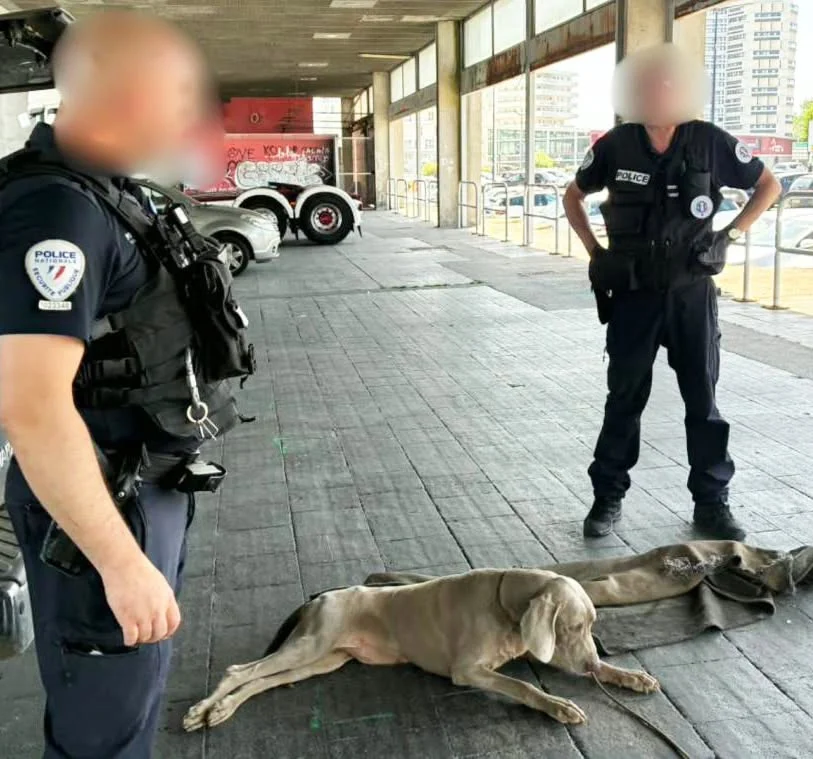 Chien en voiture: jusqu&rsquo;à 375 € d&rsquo;amende si vous ne faites pas ça