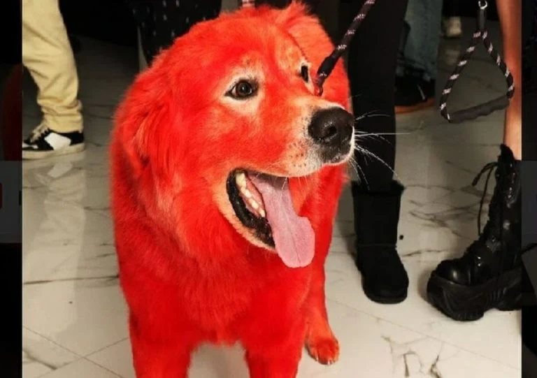 elle-teint-son-chien-en-rouge-pour-eviter-qu-il-so cover