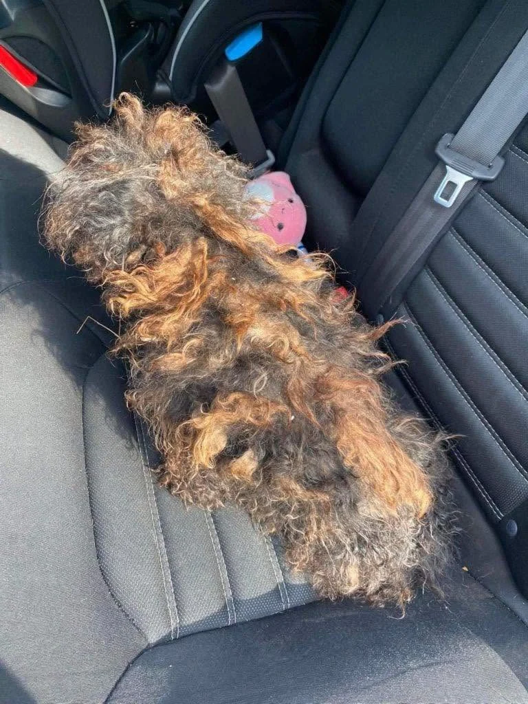 Elle teint son chien en rouge pour éviter qu&rsquo;il soit volé