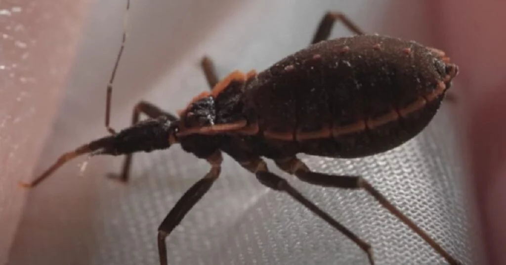 le-kissing-bug-transmet-une-maladie-mortelle-ce-qu-cover le-kissing-bug-transmet-une-maladie-mortelle-ce-qu cover