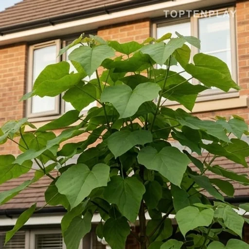 Jeune Paulownia formant un brise-vue feuillu estival