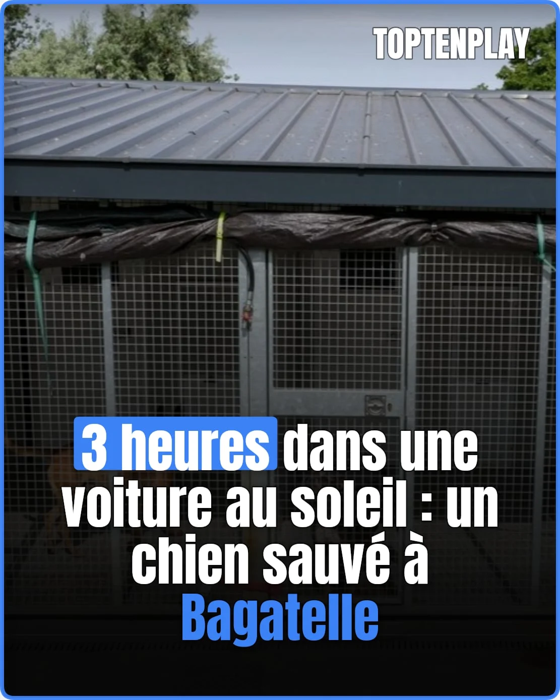 Près de trois heures dans une voiture au soleil: un chien sauvé