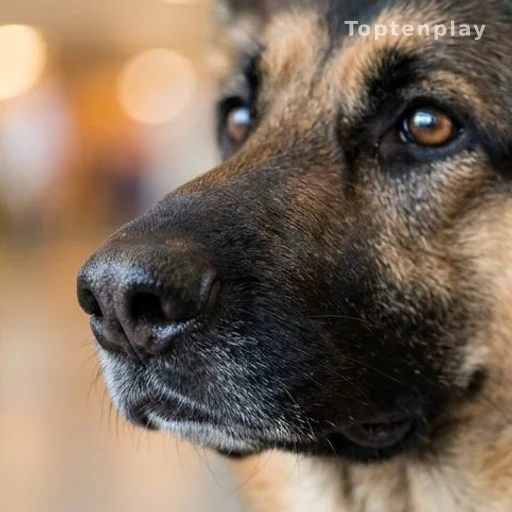 Gros plan du museau d'un berger allemand illustrant le flair canin