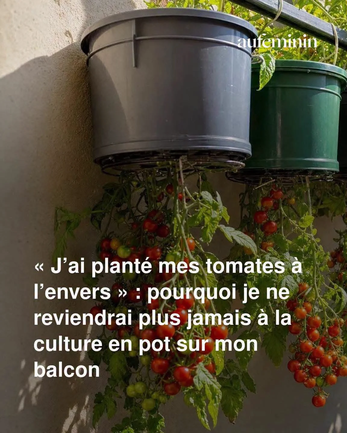 Tomates à l&rsquo;envers sur balcon: bonne idée ou gadget coûteux?
