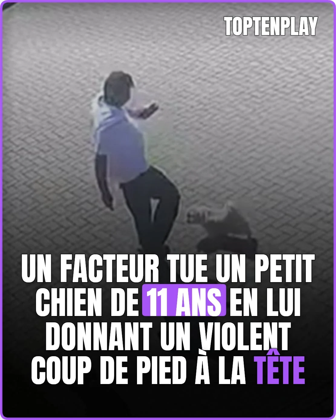 Une chienne de 11 ans meurt après le coup de pied d’un facteur