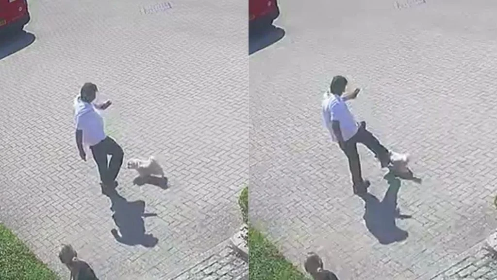 une-chienne-de-11-ans-meurt-apres-le-cou-0444350601-g6c1di-og Une chienne de 11 ans meurt après le coup de pied d’un facteur