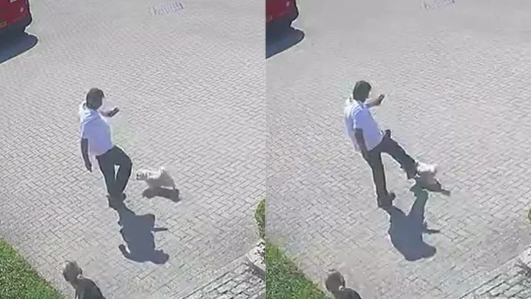 Une chienne de 11 ans meurt après le coup de pied d’un facteur