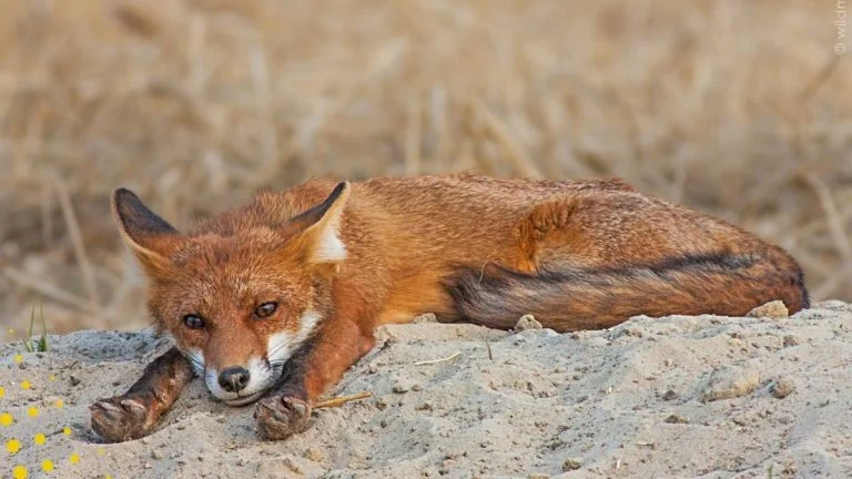 438-000-signatures-pour-suspendre-la-chasse-apres- cover