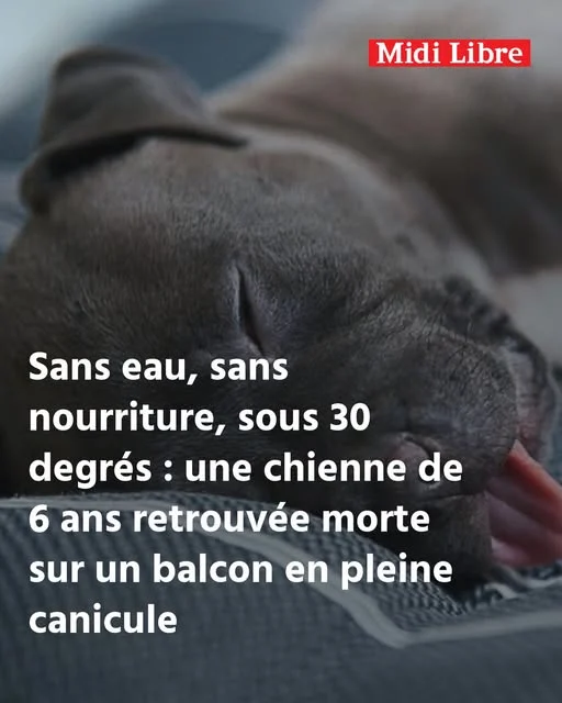 Chienne morte sur un balcon à 30 °C: une procédure pour maltraitance ouverte