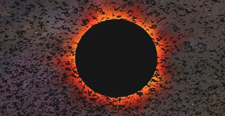 eclipse-2024-comment-29-especes-d-oiseaux-ont-reag cover