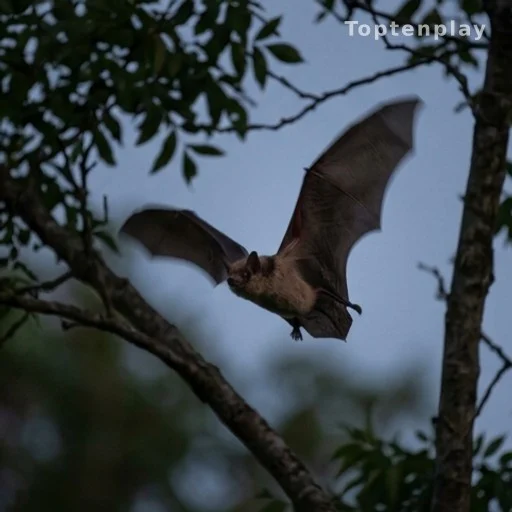 Chauve-souris en vol au crépuscule lors d'une perturbation lumineuse