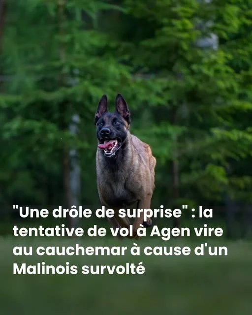 Il escalade un mur pour voler une trottinette, le malinois l&rsquo;en dissuade