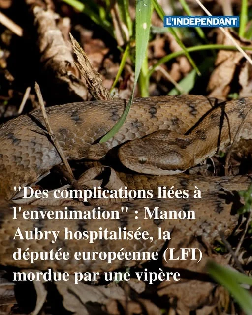Mordue par une vipère, Manon Aubry hospitalisée en réanimation